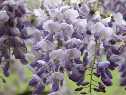 Vistárie čínská 'Amethyst'  Wisteria sinensis 'Amethyst'
