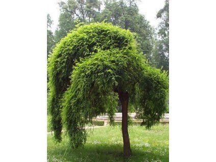 pendula