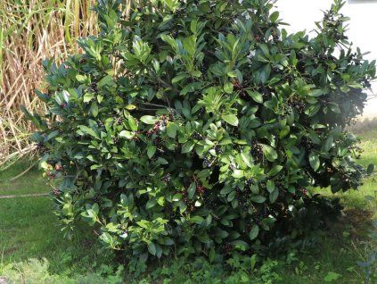 Bobkovišeň lékařská 'Mano'  Prunus laurocerasus 'Mano'