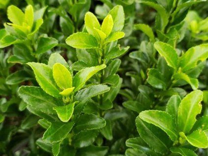 Brslen japonský 'Green Spire'  Euonymus japonicus 'Green Spire'