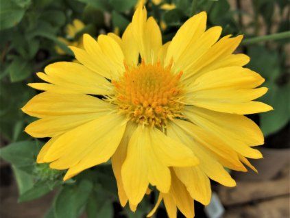 Kokarda osinatá 'Mesa Yellow' - Gaillardia aristata 'Mesa Yellow'  Gaillardia aristata 'Mesa Yellow'