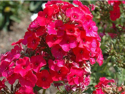 Plaménka latnatá 'Flame Red' - Phlox paniculata 'Flame Red'  Phlox paniculata 'Flame Red'