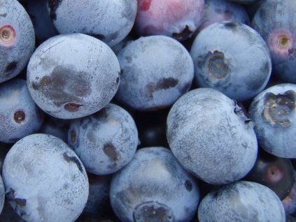 Kanadská borůvka 'Iranka'  Vaccinium corymbosum 'Iranka'