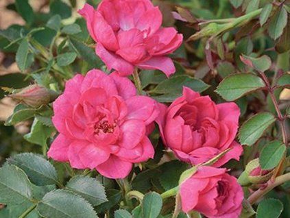 Růže 'Asteria Pixie'  Rosa 'Asteria Pixie'