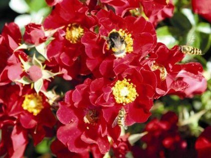 rot