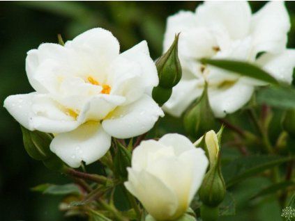 white covel