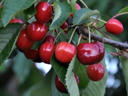 Třešeň 'Hudson'  Prunus avium 'Hudson'
