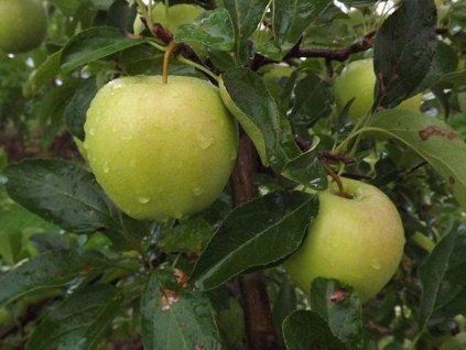 Jabloň 'Kosztela'  Malus domestica 'Kosztela'
