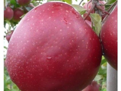 Jabloň 'Dark Idol 2'  Malus domestica 'Dark Idol 2'