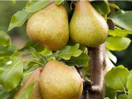 Hrušeň 'Delbard Gourmande'  Pyrus communis 'Delbard Gourmande'