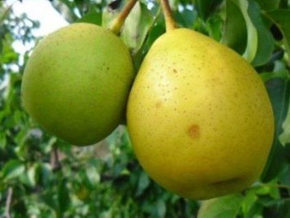 Asijská hrušeň 'Hong Li'  Pyrus pyrifolia 'Hong Li'