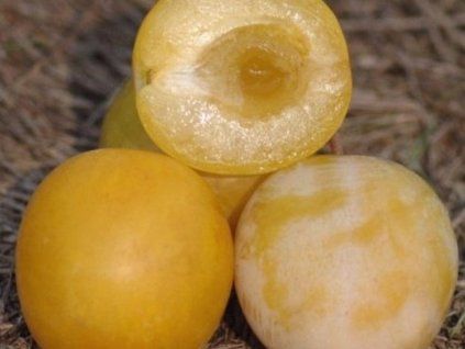 Ryngle 'Zlatá Afaska'  Prunus domestica subsp. italica 'Zlatá Afaska'
