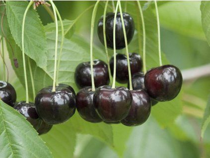 Třešeň 'Roxana'  Prunus avium 'Roxana'