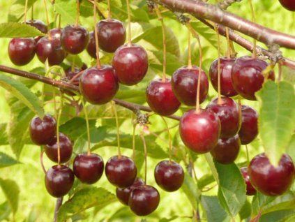 Višeň 'Turgieniewka (Turgeněvská)'  Prunus cerasus 'Turgieniewka'