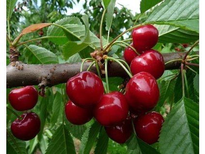 Třešeň 'Burlat'  Prunus avium 'Burlat'