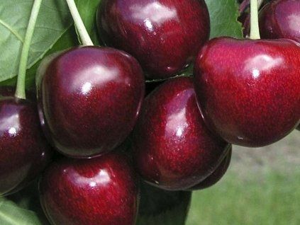 Třešeň 'Carmen®'  Prunus avium 'Carmen'