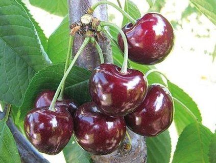 Třešeň 'Fabiola'  Prunus avium 'Fabiola'