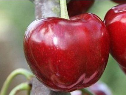 Třešeň 'Horka®'  Prunus avium 'Horka'