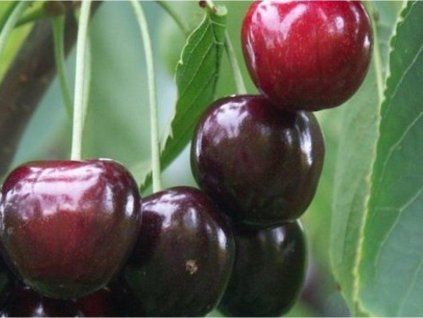 Třešeň 'Irena'  Prunus avium 'Irena'