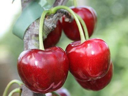 Třešeň 'Regina'  Prunus avium 'Regina'