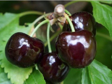 Třešeň 'Sam'  Prunus avium 'Sam'