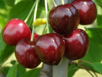 Třešeň 'Sandra'  Prunus avium 'Sandra'