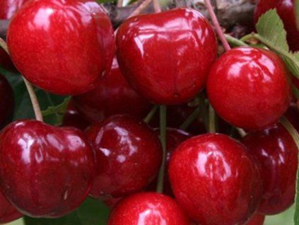 Třešeň 'Staccato'  Prunus avium 'Staccato'