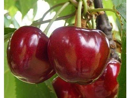Třešeň 'Vera'  Prunus avium 'Vera'