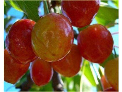 Třešeň 'Vega'  Prunus avium 'Vega'