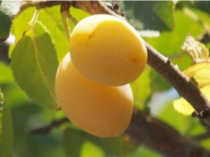 Švestka 'Wegierka Žlutá'  Prunus domestica ´Wegierka Žlutá´
