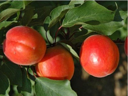 Meruňka 'Mediabel'  Prunus armeniaca 'Mediabel'
