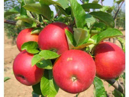 Jabloň 'Clijo'  Malus domestica 'Clijo'