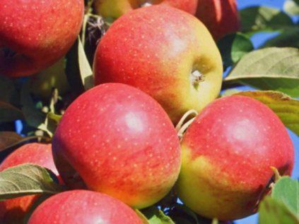Jabloň 'Sentima'  Malus domestica 'Sentima'