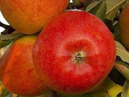 Jabloň 'Spalord'  Malus domestica 'Spalord'