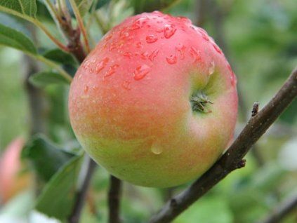 Jabloň 'Golida'  Malus domestica 'Golida'