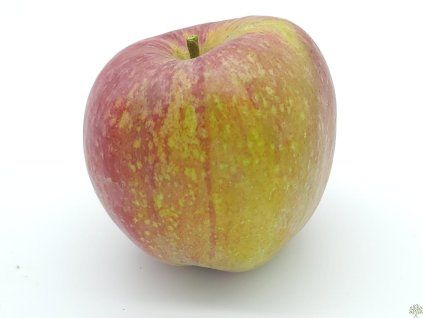 Jabloň 'Bláhova Reneta'  Malus domestica 'Bláhova Reneta'