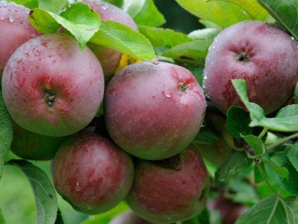 Jabloň 'Parména Šarlatová'  Malus domestica 'Parména Šarlatová'