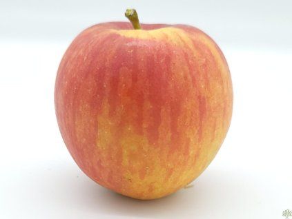 Jabloň 'Muškátová Reneta'  Malus domestica 'Muškátová Reneta'