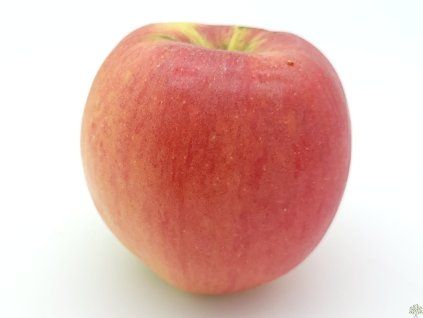 Jabloň 'Růžena Bláhová' (Balení prostokořenný stromek, Podnož MM106)