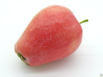 Jabloň 'Česká Pochoutka'  Malus domestica 'Česká Pochoutka'
