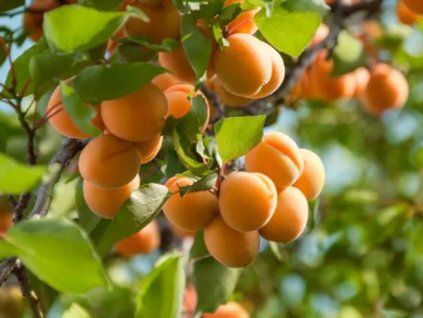 Meruňka 'Tiina'  Prunus armeniaca 'Tiina'