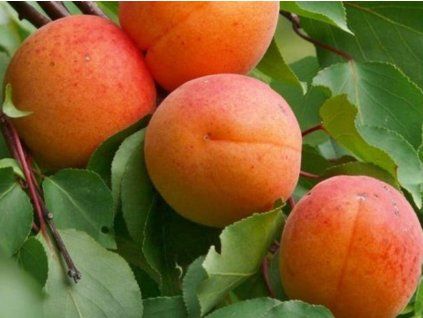 Meruňka 'Kaunas'  Prunus armeniaca 'Kaunas'