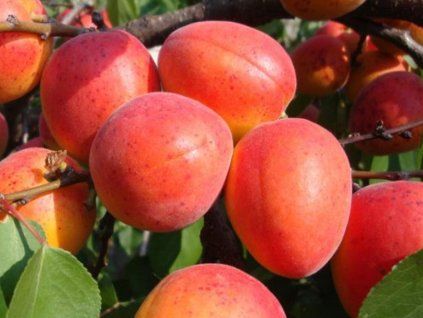 Meruňka 'Krasnosciokij'  Prunus armeniaca 'Krasnosciokij'