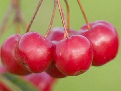Jabloň planá 'Kuku'  Malus sylvestris 'Kuku'