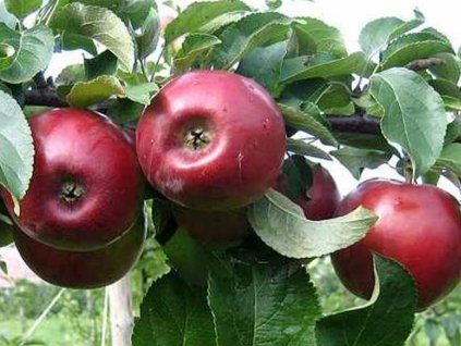 Jabloň 'Kovalenkovskoje'  Malus domestica 'Kovalenkovskoje'