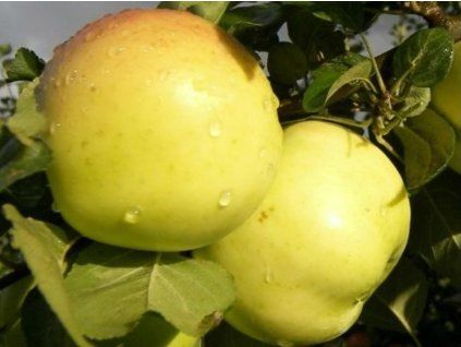 Jabloň 'Berzininku ananasas'  Malus domestica 'Berzininku ananasas'