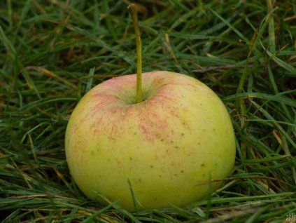 Jabloň 'Auksis'  Malus domestica 'Auksis'