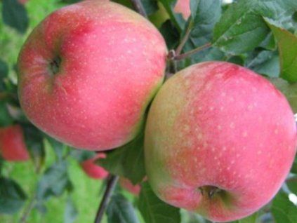 Jabloň 'Frosta'  Malus domestica 'Frosta'