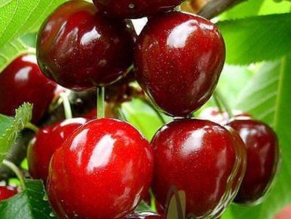 Třešeň 'Udivitelnaja'  Prunus avium 'Udivitelnaja'