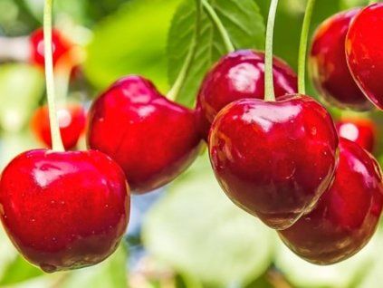 Třešeň 'Madison's Rosy'  Prunus avium 'Madison's Rosy'